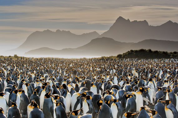 Frans Lanting, USA
KÖNIGLICHE KOLONIE
Frans Lanting, Antarktis. Ein Meer von Königspinguinen (Aptenodytes patagonicus) erstreckt sich bis zu den Hügeln der Insel Südgeorgien im südlichen Atlantik. Königspinguine, die zweitgrößte Pinguinart, versammeln sich hier jedes Jahr ab September. Die Wasservögel bilden Brutkolonien, manchmal mit mehreren Zehntausend Tieren.