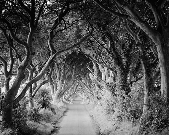 The Dark Hedges #3, Ireland 2014 © SILVERFINEART