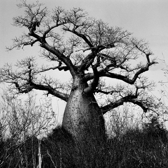 Beat Presser: Baobab Adansonia © Beat Presser