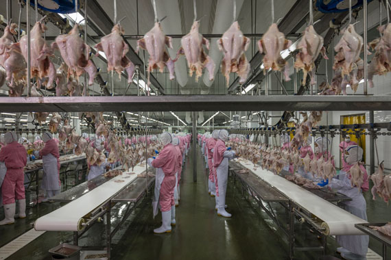 Contemporary Issues, second prize storiesFeeding China © George Steinmetz, for National Geographic13 June 2016 - 9 July 2017: Rapidly rising incomes in China have led to a changing diet and increasing demand for meat, dairy and processed foods. The food and agricultural industry is under pressure.