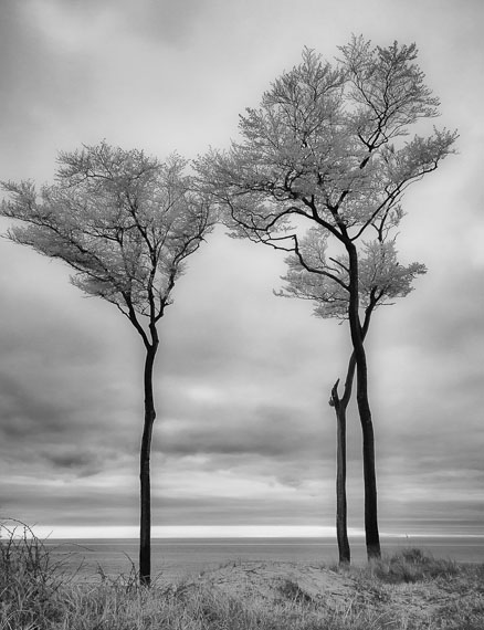 Bäume am Darß-Weststrand © Holger Rüdel