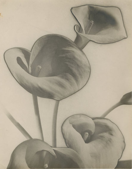99MAN RAY (Emmanuel RADNITSKY, dit) (1890-1976)« Calla Lilies », solarisation, 1930Tirage argentique d’époque, indications de parution au dos29,2 x 23 cm15 000 / 20 000 €