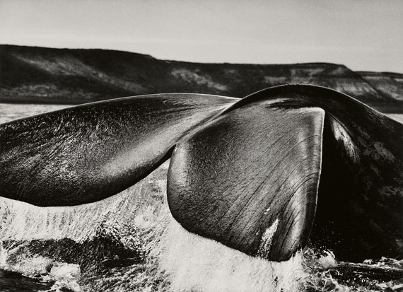 Sebastião SalgadoSouthern Right Whale, Patagonia, Argentina, 2004Gelatin silver print36.8 x 50.8 cm (50 x 60.1 cm)€ 9,000 – 12,000Lot 153 / Auction 1120 Photography 
