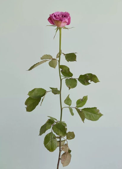 Chung Heeseung, Untitled #12, from the series Rose is a rose is a rose, 2016