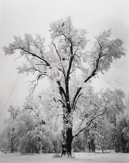 ANSEL ADAMS Oak Tree, Snowstorm, Yosemite National Park, California, 1948 Gelatin silver print