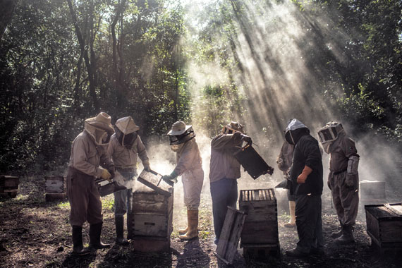 God’s Honey, Mexico 
© Nadia Shira Cohen