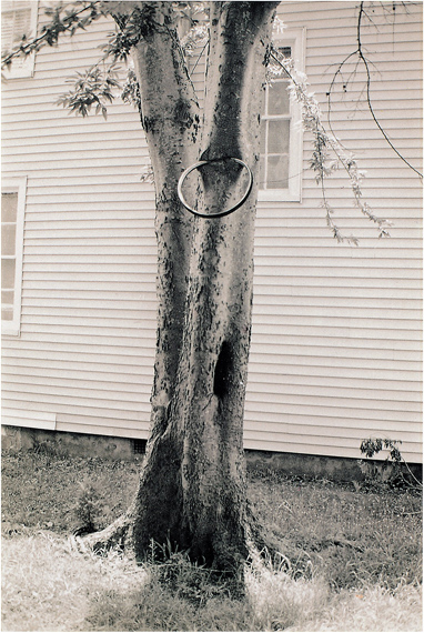 David HammonsMoney Tree, 1992(for Parkett 31)