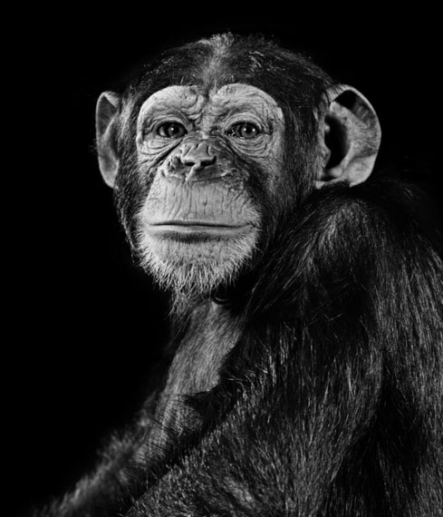 Walter SchelsChimp, 1992© Walter Schels