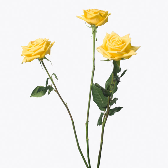3 Yellow Roses, 2013152,4 x 152,4 cm / framed 154,9 x 154,9 cmEdition of 3 + 1APPigment print on watercolor paper, mounted, white painted wooden frame, museumglass © Inez & Vinoodh