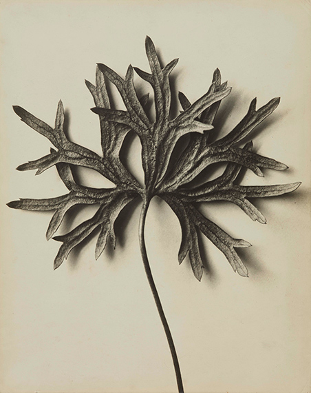 Karl BlossfeldtAconitum anthora, 1915-1920Vintage gelatin silver print29.7 x 23.7 cm€ 30,000- 40,000Lot 4 / Auction 1142 