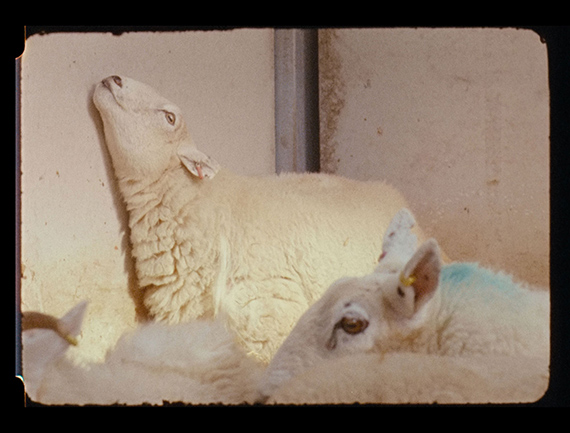 Nashashibi/Skaer, Lamb, 2019, film still