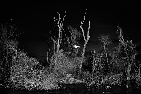 Altamira, Pará. These trees died due to the opening of the Belo Monte hydroelectric dam in Altamira, Pará State © Tommaso Protti  for Fondation Carmignac