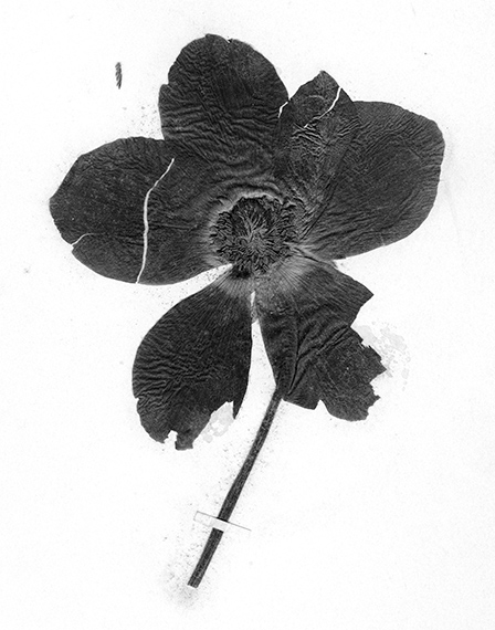 Terri Weifenbach, Politics of Flowers from Sequence 1 2005© GALERIE MIRANDA 