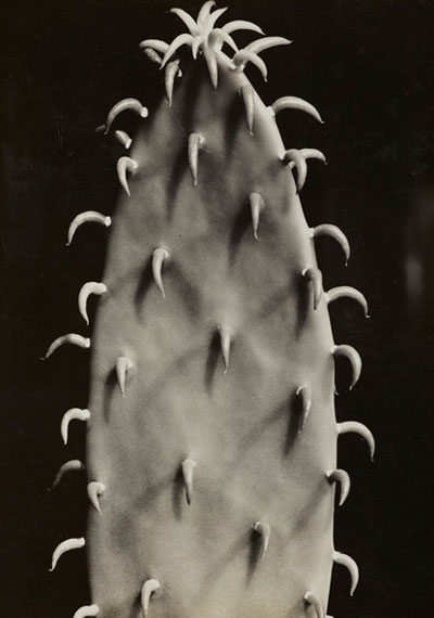 Aenne BiermannCactus, before 1930Gelatin silver print, 17,2 x 12,1 cmMuseum Folkwang, Essen