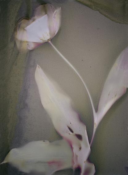 Anna Halm Schudel
tulip, photogramm, 2003
C-print on Fuji Crystal Archive on Aludibond behind 4 mm acrylic glass
55 x 40 cm
Edition of 7