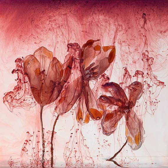 Kathrin Linkersdorff
Fairies IV/2, 2020
Archival pigment print, framed, museum glass
150 x 150 cm
Ed. 3