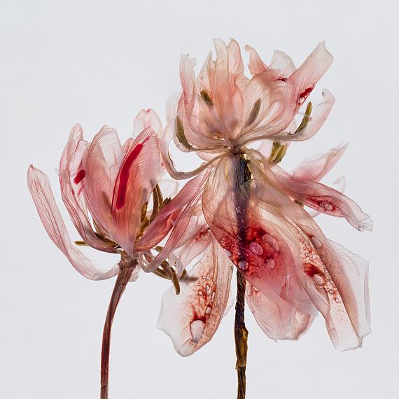 Kathrin Linkersdorff
Fairies II/5, 2020
Archival pigment print, framed, museum glass
80 x 80 cm
Ed. 5