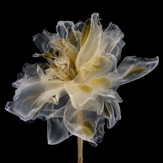 Kathrin Linkersdorff
Fairies I/1, 2020
Archival pigment print, framed, museum glass
35 x 35 cm
Ed. 8