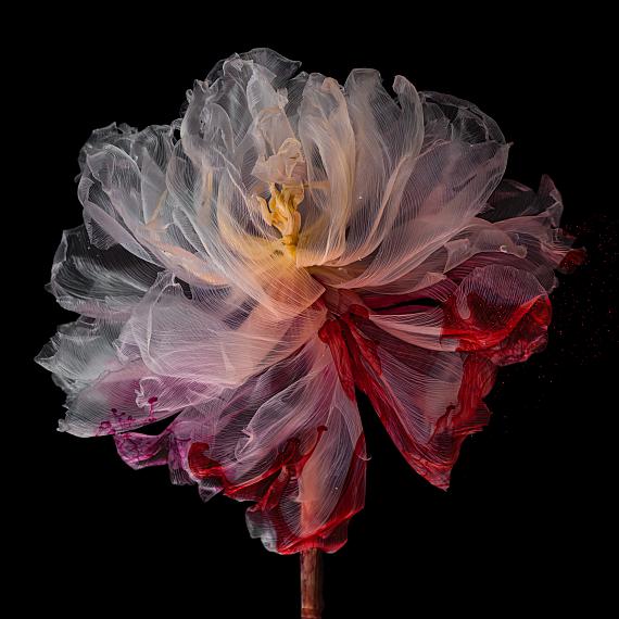 Kathrin Linkersdorff
Fairies V/2, 2020
Archival pigment print, framed, museum glass
80 x 80 cm
Ed. 5