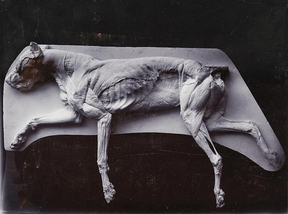 Albert Zander (1864-1897) & Siegmund Labisch (1863-1942)Plaster cast of a dissected dog’s corpse, ca. 1893, gelatin silver developing-out paper print© Archiv der Universität der Künste, Berlin
