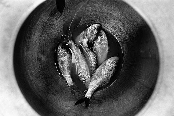 Manoj Kumar JainFish in a pot. Village Benur, Bastar, India, 200543,18 x 58,72 cm S/W Hahnemühle Papier© Manoj Kumar Jain / Courtesy UTMT