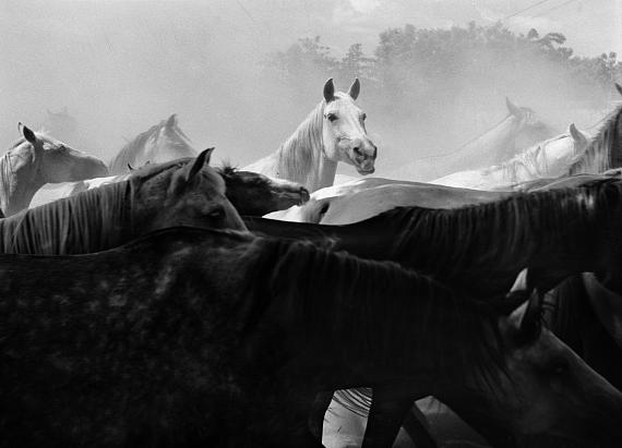 rnst A. Heiniger: Grey and Brown, Puszta (Hungary), 1936 © Fotostiftung Schweiz