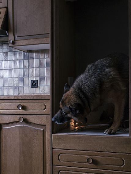 Salvatore Vitale: Canine unit’s dog looking for drugsAus der Serie: "How to Secure a Country", 2014-2018 © Salvatore Vitale