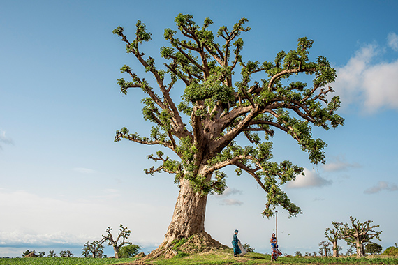(Trees of the World) © Tomas Munita
