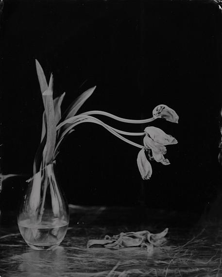 Steffen Diemer: Tulpen (Nr. 613), 2021, Kollodium-Nassplatte, 35 x 28 cm