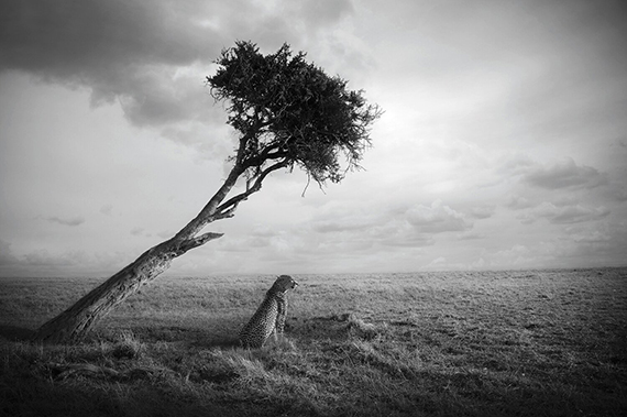 Björn Persson, Nirvana, Masai Mara, Kenya, 2017
27.5 x 41 inches - (other sizes & pricing available)
Pigment print from a limited edition of 10
$2,500 USD  (plus tax & framing)
Robert Klein Gallery, Boston