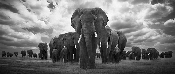 Björn Persson, Pride of Africa, Amboseli, Kenya, 2018
18 x 41 inches - (other sizes & pricing available)
Pigment print from a limited edition of 10
$2,500 USD  (plus tax & framing)
Robert Klein Gallery, Boston