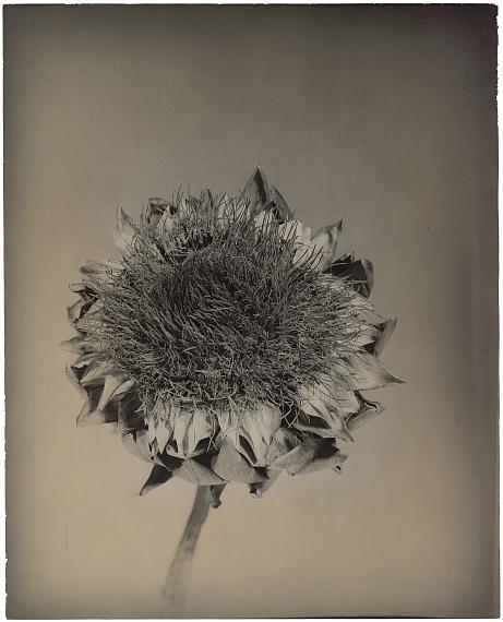 Walter Schels
Cynara, 2016
Gelatin silver print on expired Agfa baryta paper
25 x 20 cm
unique piece