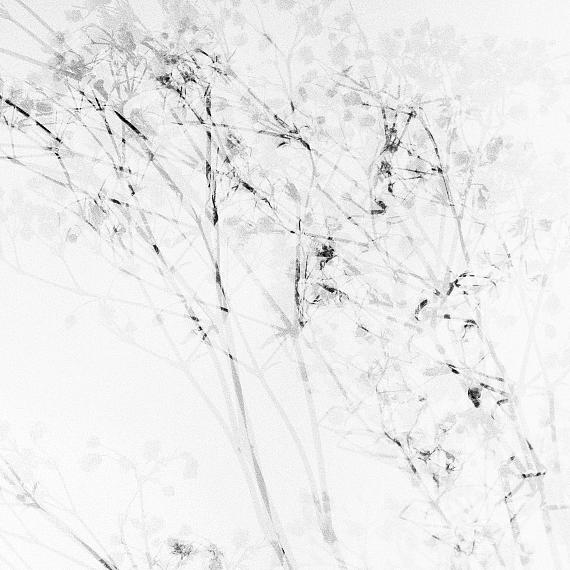 Walter SchelsGypsophila, 2011Archival pigment print on Awagami washi paper27 x 27 cmEd. 6 + 2 AP