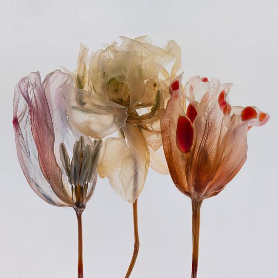 Kathrin Linkersdorff
Fairies II/1, 2020
Archival Pigment Print, framed, museum glass
35 x 35 cm
Ed. 8