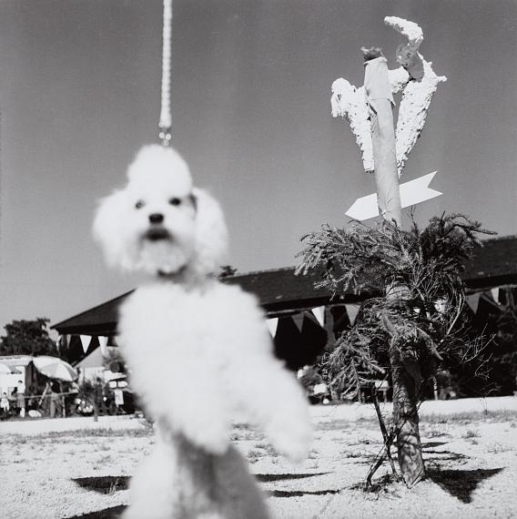 Barbara Niggl Radloffpoodle show (white poodle on the leash), Munich, um 1960© Münchner Stadtmuseum