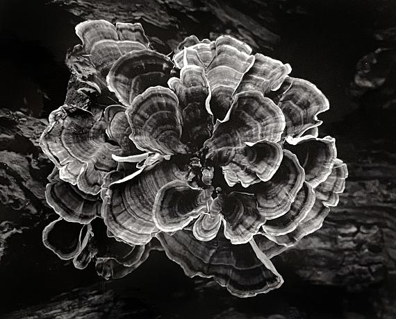 PAUL CAPONIGROTree Fungus, Essex, Maine, 19653 5/16 x 4.5"unique one-of-a-kindvintage Polaroid, Type 55