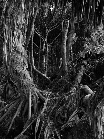Ron JudeMaritime Forest #32020106.7 x 80 cmArchival pigment print Ed. of 3 + 1AP