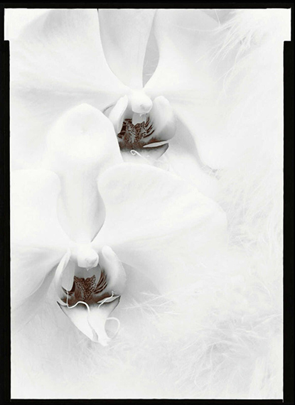 Olivia ParkerOrchids from the series Signs of Life, 1971/1977US$14,000