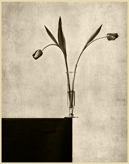 Two Tulips, 2012 © Jim McKinniss