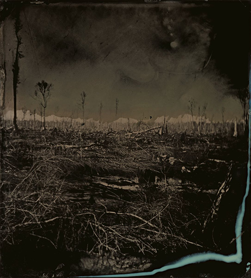 Blackwater 3, 2008 – 2012 - From the series Blackwater, 2008–12 Tintype© Sally Mann, Gagosian, Prix Pictet - Courtesy of the artist and Gagosian