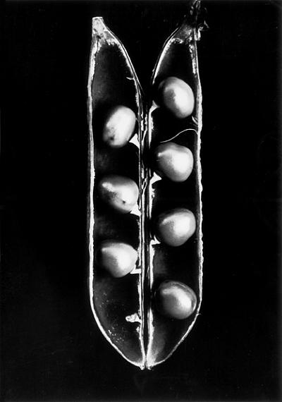 Fred Koch (1904-1947)Pisum sativum, Pea, undated, E.F.silver gelatin print on baryta paper18,5 x 13,0 cmCourtesy Dr. Hans Schön