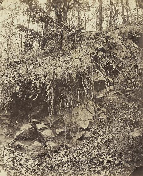 August Kotzsch: Roots over rocks, around 1870© public domain