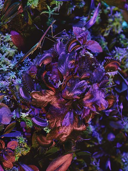 Richard MosseDionaea muscipula with Mantodea, 2019aus der Serie UltraDigitaler C-Print auf Dibond, 162,5 x 122 cmCourtesy of the artist, carlier | gebauer, Berlin/Madrid and Jack Shainman Gallery, New York