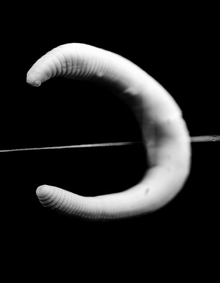 "Eisenia veneta"aus der Serie "A worm crossed the street"Naturhistorisches Museum Wien © Nadja Bournonville, 2020