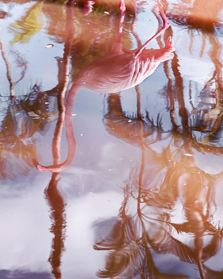 Anastasia Samoylova 
Flamingo Reflection, 2018
Archival Pigment Print, mounted, framed
100 x 80 cm
Edition 5 + 2 AP