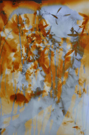 Manuela HöferPflanzen Komposition, 2013Fotogramm auf SW Barytpapier, gelber Toner50 x 40 cm© Manuela Höfer 