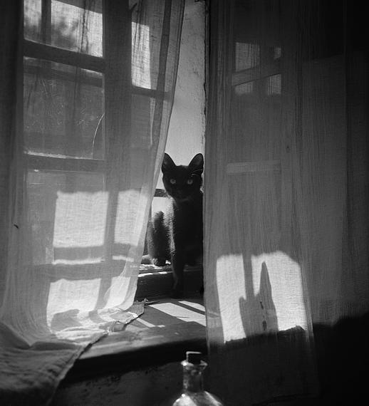 Péter Nádas
Cat in the kitchen window, 1964
Gelatin silver print, signed
22 x 21 cm