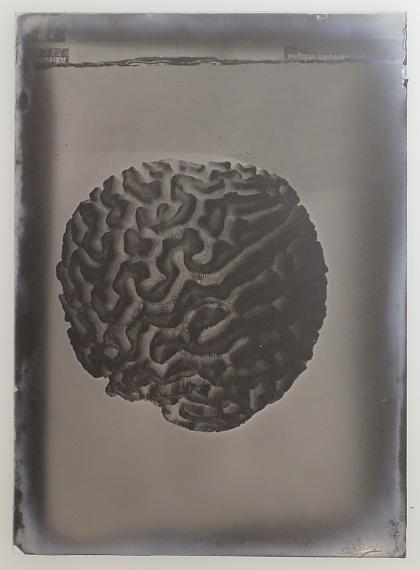 Alfred EhrhardtDiploria Stockesi, Bermuda, c. 1938/39silver gelatin dry plate6.5 x 9 cm© Alfred Ehrhardt Stiftung