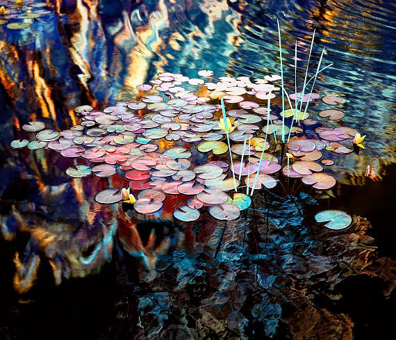 Zak van Biljon: Water Lilies Claude Monet, Capetown, 2017
galerie 94, Baden