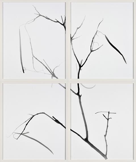 Gerda Schütte"O.T." (Tableau, aus der Serie "Branches"), 2022120 x 100 cm (Blattmaße insgesamt)Künstlerhandabzüge von FotogrammenReprofoto: Jürgen Baumann